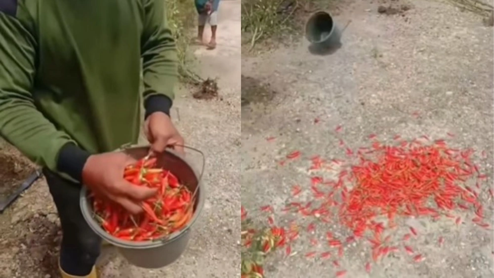 Viral Petani Kalimantan Tengah Buang Hasil Panen. [Instagram]